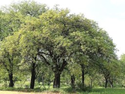 Lannea schweinfurthii var. stuhlmannii