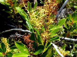 Laurophyllus capensis