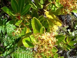 Laurophyllus capensis resprouting after fire