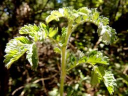 Leucosidea sericea stem-tip