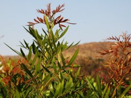 Loxostylis alata young leaves