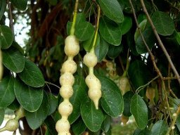 Maerua angolensis subsp. angolensis pods