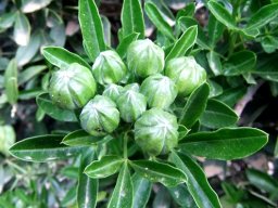Maerua cafra