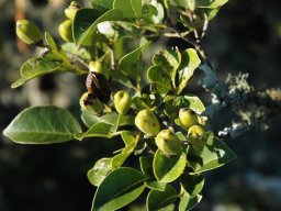 Maerua species at Mount Sheba