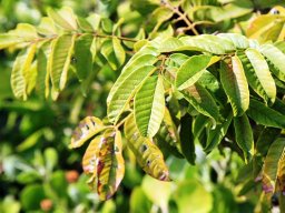 Millettia grandis