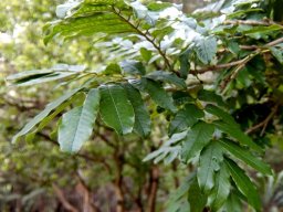 Millettia grandis leaves