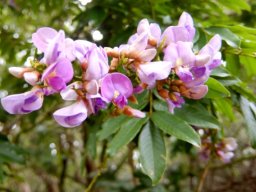 Millettia grandis flowers