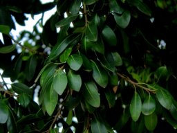 Mimusops zeyheri grows a dark canopy