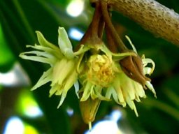 Mimusops zeyheri flower cluster