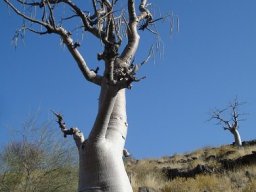 Moringa ovalifolia