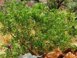 Mundulea sericea subsp. sericea in Sekukhuniland