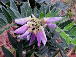 Mundulea sericea subsp. sericea young flower cluster