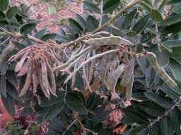 Mundulea sericea subsp. sericea abundance of fruit