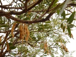 Mundulea sericea subsp. sericea pods