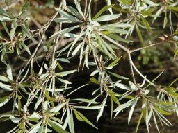 Morella serrata leaves