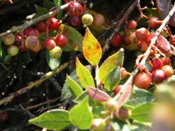 Myrsine africana