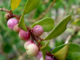 Myrsine africana fruit
