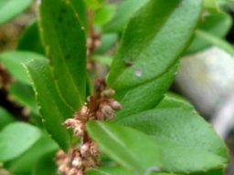 Myrsine africana flowers
