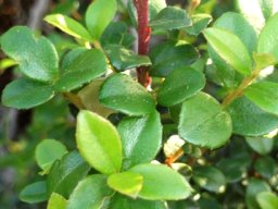 Myrsine africana leaves