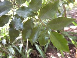 Nectaropetalum capense