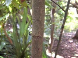 Nectaropetalum capense stem