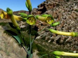 Nicotiana glauca