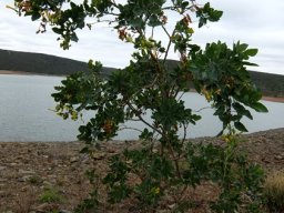 Nicotiana glauca shrub