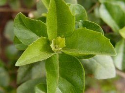 Nuxia congesta leaves