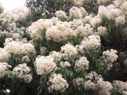 Nuxia floribunda in bloom