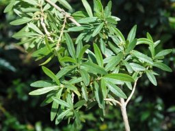 Nuxia gracilis