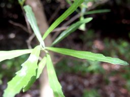 Nuxia oppositifolia