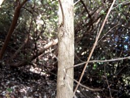 Nuxia oppositifolia stem
