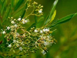 Nuxia oppositifolia flowers