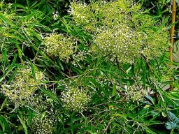 Nuxia oppositifolia inflorescences