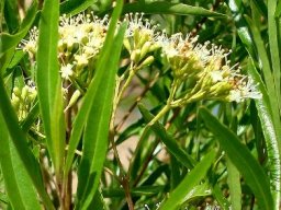 Nuxia oppositifolia flowers in profile