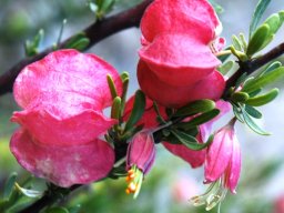 Nymania capensis flowers and fruits