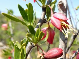 Nymania capensis leaves and flowers