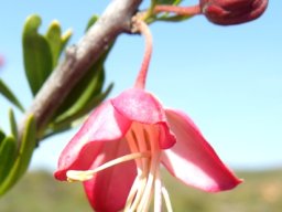 Nymania capensis flower and bud