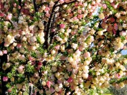 Nymania capensis covered in fruit