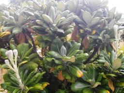 Oldenburgia grandis