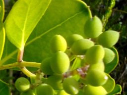 Olea capensis subsp. capensis fruit