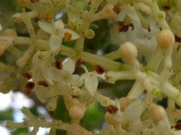 Olea capensis subsp. capensis flowers