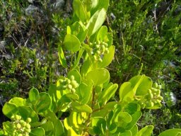 Olea capensis subsp. capensis