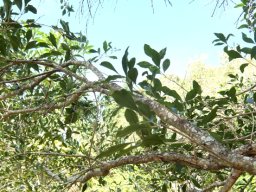 Olinia ventosa
