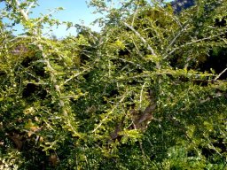 Ormocarpum trichocarpum