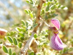 Ormocarpum trichocarpum flower