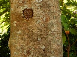 Pappea capensis trunk