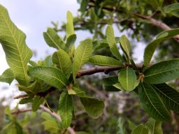 Pappea capensis leaves