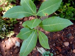 Parinari curatellifolia leaves
