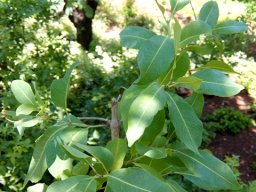 Parinari curatellifolia